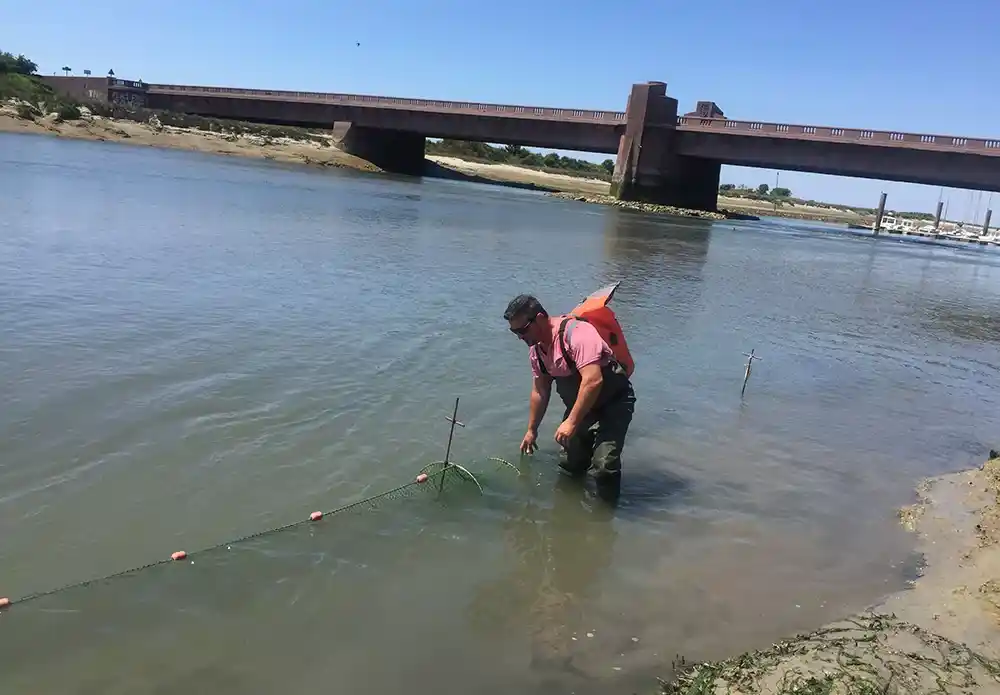 Rôle et fonctionnalités des milieux estuariens pour les poissons migrateurs cas de l’anguille européenne (2)