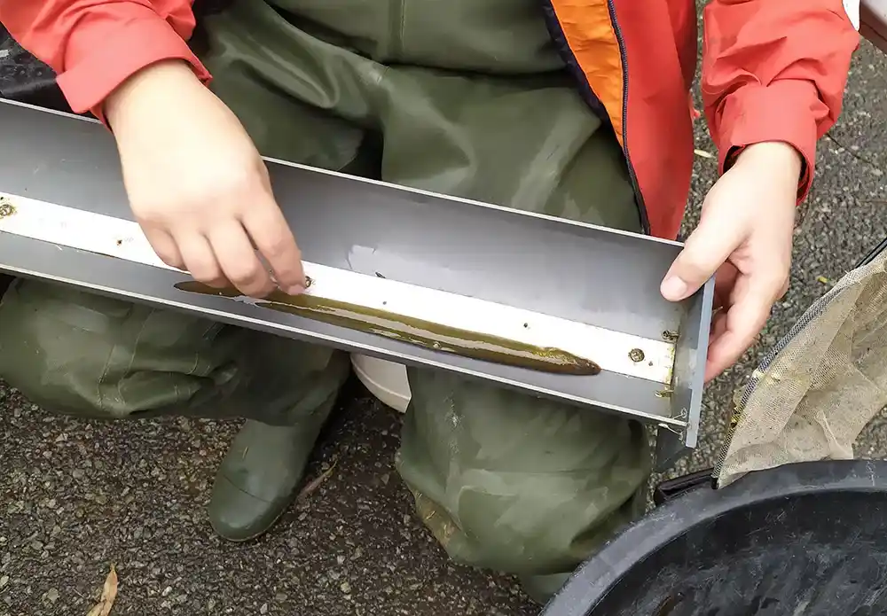 Rôle et fonctionnalités des milieux estuariens pour les poissons migrateurs cas de l’anguille européenne (3)