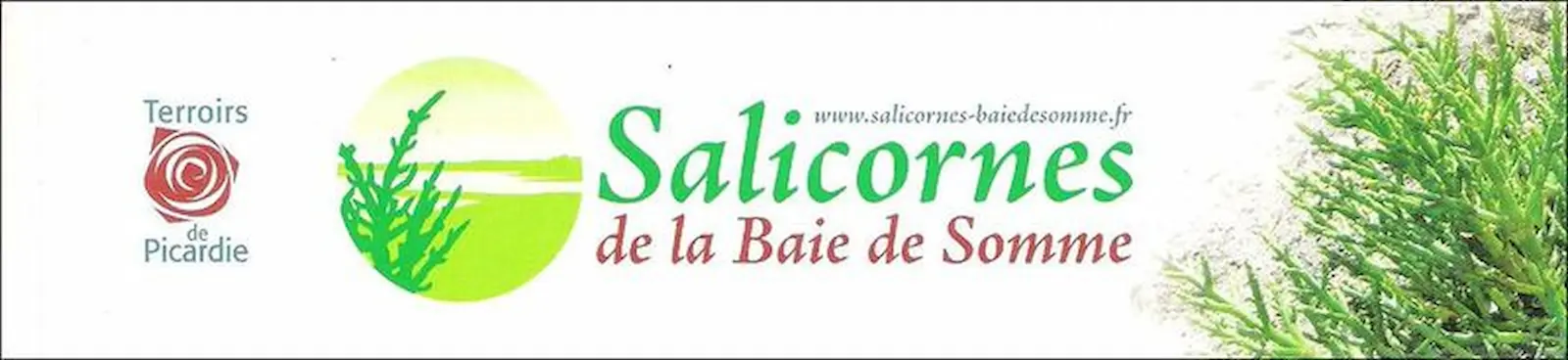 fete salicorne